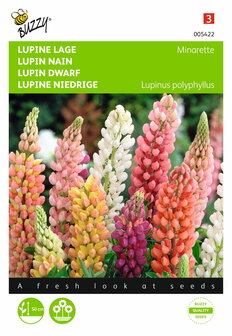 Lupinus Russel&#039;s Minarette (gemengd) zaden