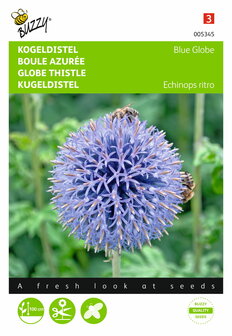 Kogeldistel Blue Globe (Echinops) - voorkant