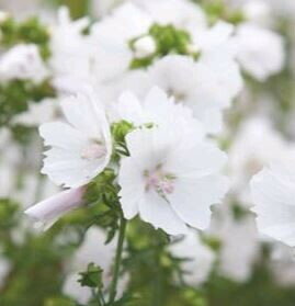 Muskuskaasjeskruid Alba wit