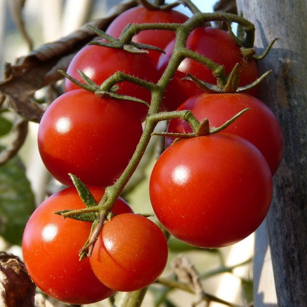 ingenieur Ontvangende machine Isoleren Tomaten kweken | Kweek benodigdheden en know how